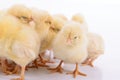 Newborn chickens isolated Royalty Free Stock Photo