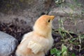 Newborn chickling in the chicken yard Royalty Free Stock Photo