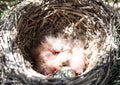 Newborn chicks and the egg of a blackbird and in a nest on a spruce tree Royalty Free Stock Photo