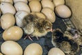 Newborn chicks in an farm incubator Royalty Free Stock Photo
