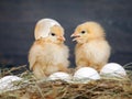 Newborn Chicks. Orange Chicks communicate with each other. Hay, white eggs. Shell Royalty Free Stock Photo