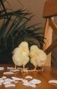 Newborn Chicks and ostrich`s shell. Back view Royalty Free Stock Photo