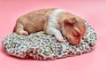 Newborn chihuahua puppy sleeping Royalty Free Stock Photo