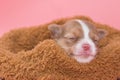 Chihuahua puppy sleeping Royalty Free Stock Photo