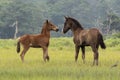 Newborn Chincoteague foals playing Royalty Free Stock Photo