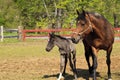Paso Fino Mare Horse and Colt at a Farm Royalty Free Stock Photo