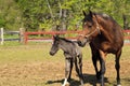 Paso Fino Mare Horse and Colt at a Farm