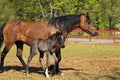 Paso Fino Mare Horse and Cute Colt Standing Together