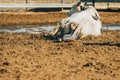 newborn cow breaks placenta as it is being born