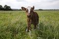 Newborn cute deep-red calf stands shaky in the tall green grass in a meadow, full body