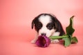 Newborn cute fluffy brown welsh corgi cardigan puppy playing with a purple tulip flower and smelling it to smell it on a