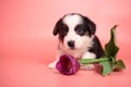 Newborn cute fluffy brown welsh corgi cardigan puppy playing with a purple tulip flower and smelling it to smell it on a