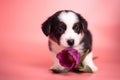 Newborn cute fluffy brown welsh corgi cardigan puppy playing with a purple tulip flower and smelling it to smell it on a