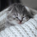 Newborn cute kitten sleeping in a warm wool scarf, blanket. Little sleeping cat. Scottish fold striped gray kitten resting. Close Royalty Free Stock Photo