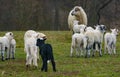 Cute lambs close up Royalty Free Stock Photo