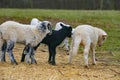 Cute lambs close up Royalty Free Stock Photo