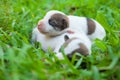 Newborn cute puppies