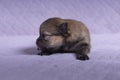 newborn cute very small puppy pomeranian girl
