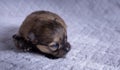 newborn cute very small puppy pomeranian girl