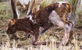 Newborn Dairy Calf Royalty Free Stock Photo