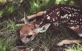 Newborn Deers bambi and wild animals concept. Fawn Resting. Baby roe deer. Young wild roe deer hidden in tall grass