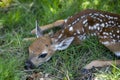 Newborn Deers bambi and wild animals concept. Fawn Resting. Baby roe deer. Young wild roe deer hidden in tall grass