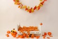 Newborn digital autumn background with pumpkins. Fall. Royalty Free Stock Photo
