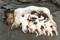 Jack Russell Terrier puppy dogs 8 days old. suckles her puppies