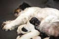 Newborn dog baby - puppy are one day old - jack russell terrrier Royalty Free Stock Photo