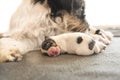 Newborn dog baby is sleeping in front of her mama and her siblings. puppy one day old - jack russell terrier Royalty Free Stock Photo