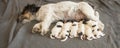 Newborn dog puppies - 8 days old - Jack russell Terrier doggies drinking milk on her mother Royalty Free Stock Photo