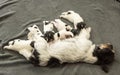 Newborn dog puppies - 14 days old - Jack Russell Terrier doggies drinking milk on her mother