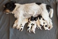 Newborn dog puppies - 2 days old - Jack Russell Terrier doggies drinking milk on her mother