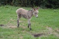 Newborn Donkey Approaching His Mother In A Farm Of Asturias. Royalty Free Stock Photo