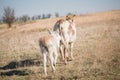 Newborn donkey following its mother Royalty Free Stock Photo