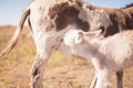 Newborn miniature donkey nursing