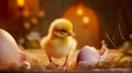 Newborn chicken with broken egg shell. Eggshell and newborn chicken Royalty Free Stock Photo