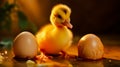 Newborn duckling with broken egg shell. Eggshell and newborn duckling Royalty Free Stock Photo