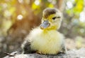 Newborn duckling