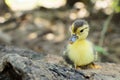 Newborn duckling