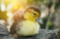 Newborn duckling
