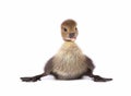 Newborn duckling isolated on white background. Duck with clipping path.