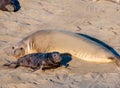 Elephant Seal Mother and Pup Royalty Free Stock Photo