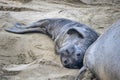 Newborn Elephant Seal with Umbilical Cord Looks at Camera Royalty Free Stock Photo