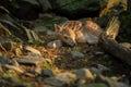 Newborn fallow deer fawn hidden on the forrest ground