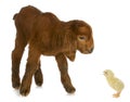 Newborn farm animals Royalty Free Stock Photo