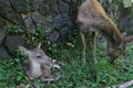 Newborn fawn and doe Royalty Free Stock Photo