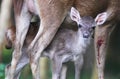 Newborn fawn and doe Royalty Free Stock Photo