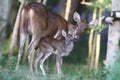 Newborn fawn and doe Royalty Free Stock Photo