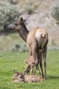Newborn fawn just orb with afterbirth from mother Royalty Free Stock Photo